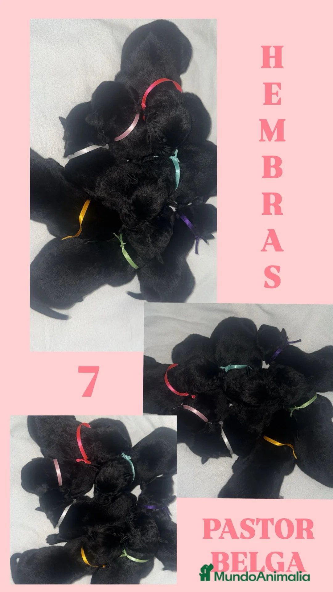 Pastor Belga Malinois perros en venta: Pastor belga  - Anuncio 1