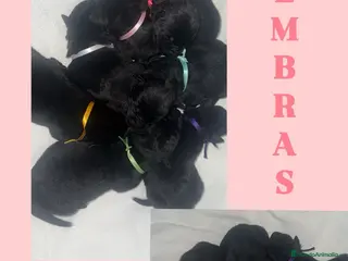 Pastor Belga Malinois perros Pastor belga - Anuncio 27