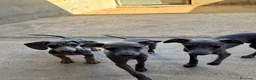 Pequeño Lebrel Italiano perros en venta: CACHORROS DE PICCOLO LEBREL ITALIANO  - Anuncio 6