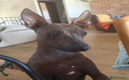 Xoloitzcuintle - Perro Sin Pelo Mexicano perros en venta: Xoloitzcuintle mediano - Anuncio 1