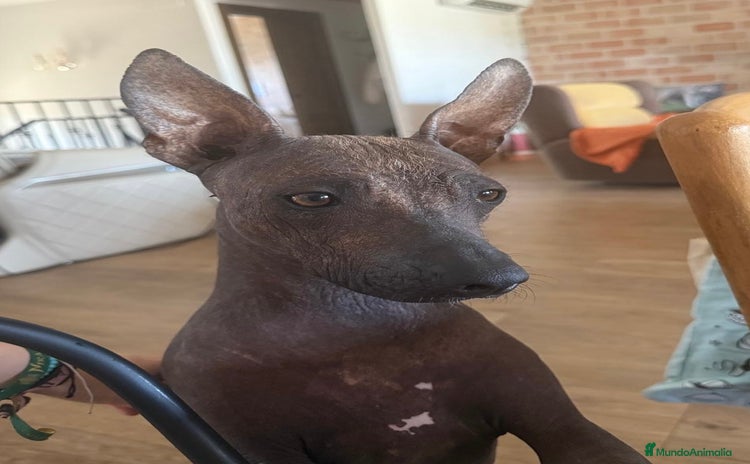 Xoloitzcuintle - Perro Sin Pelo Mexicano perros Xoloitzcuintle mediano - Anuncio 3