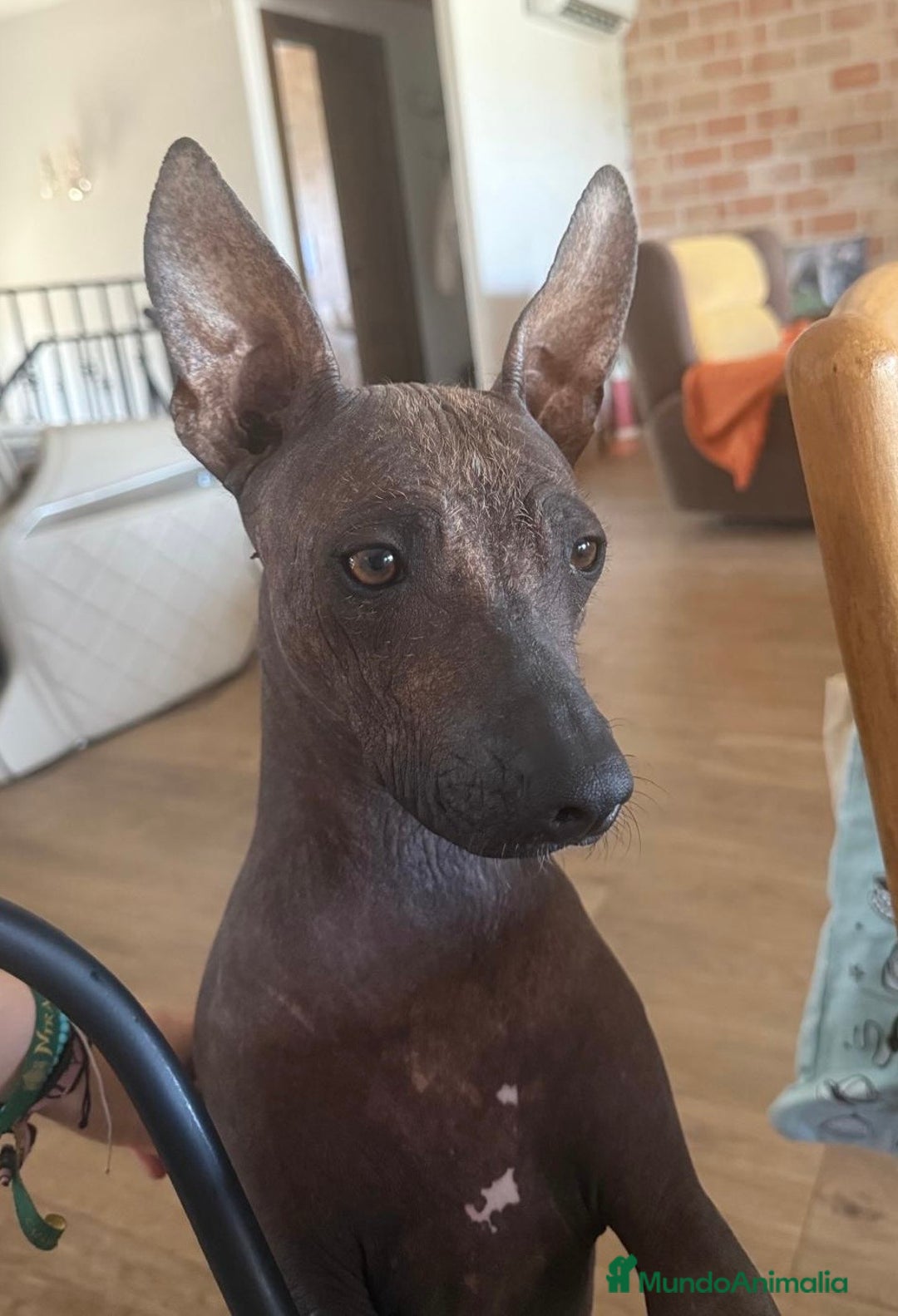 Xoloitzcuintle - Perro Sin Pelo Mexicano perros en venta: Xoloitzcuintle mediano - Anuncio 1