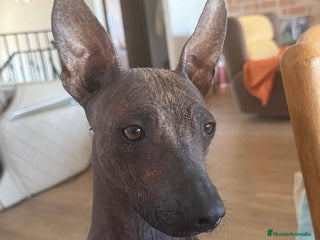 Xoloitzcuintle - Perro Sin Pelo Mexicano perros Xoloitzcuintle mediano - Anuncio 3