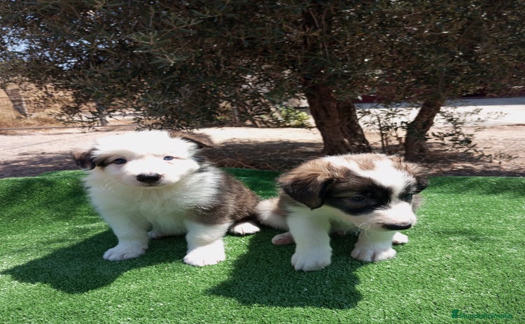 Border Collie perros - Propaganda 6