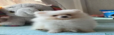 Pomerania 2