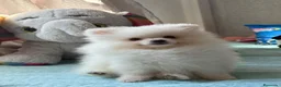 Pomerania perros en venta: Pomerania - Anuncio 3