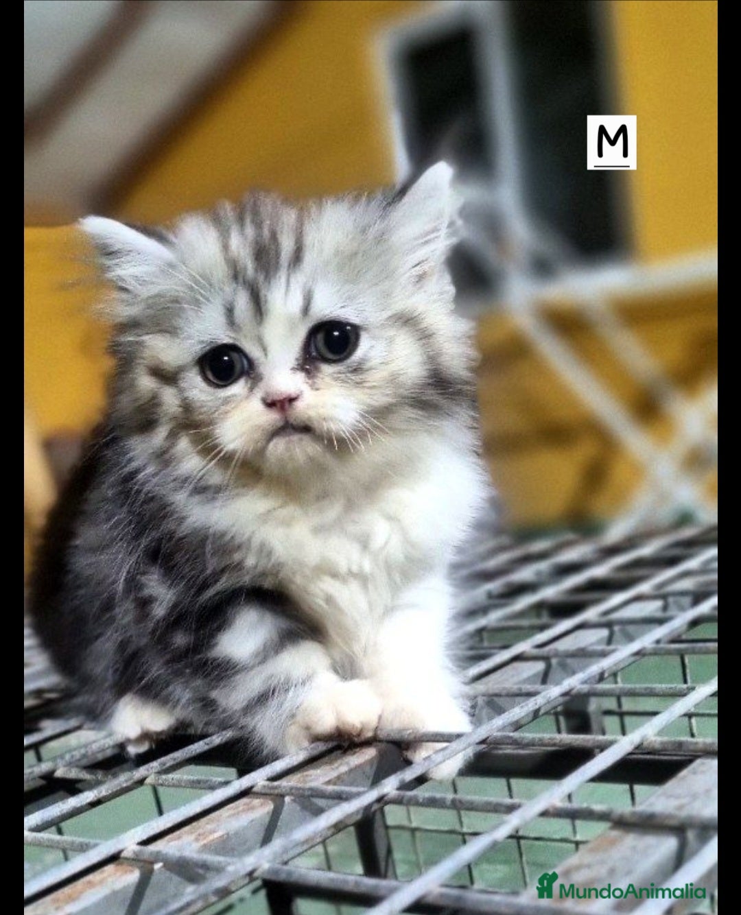 Persa gatos en venta: Gatos Persa - Imagen 6