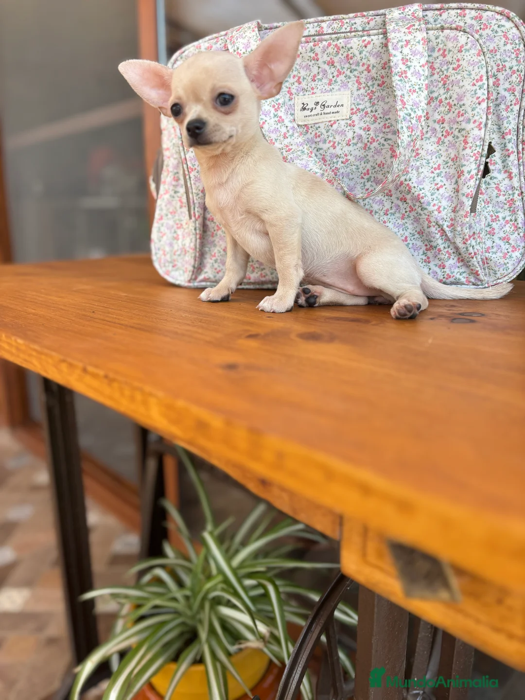 Chihuahua perros en venta: Chihuahua Hembra color blanco crema. - Anuncio 7