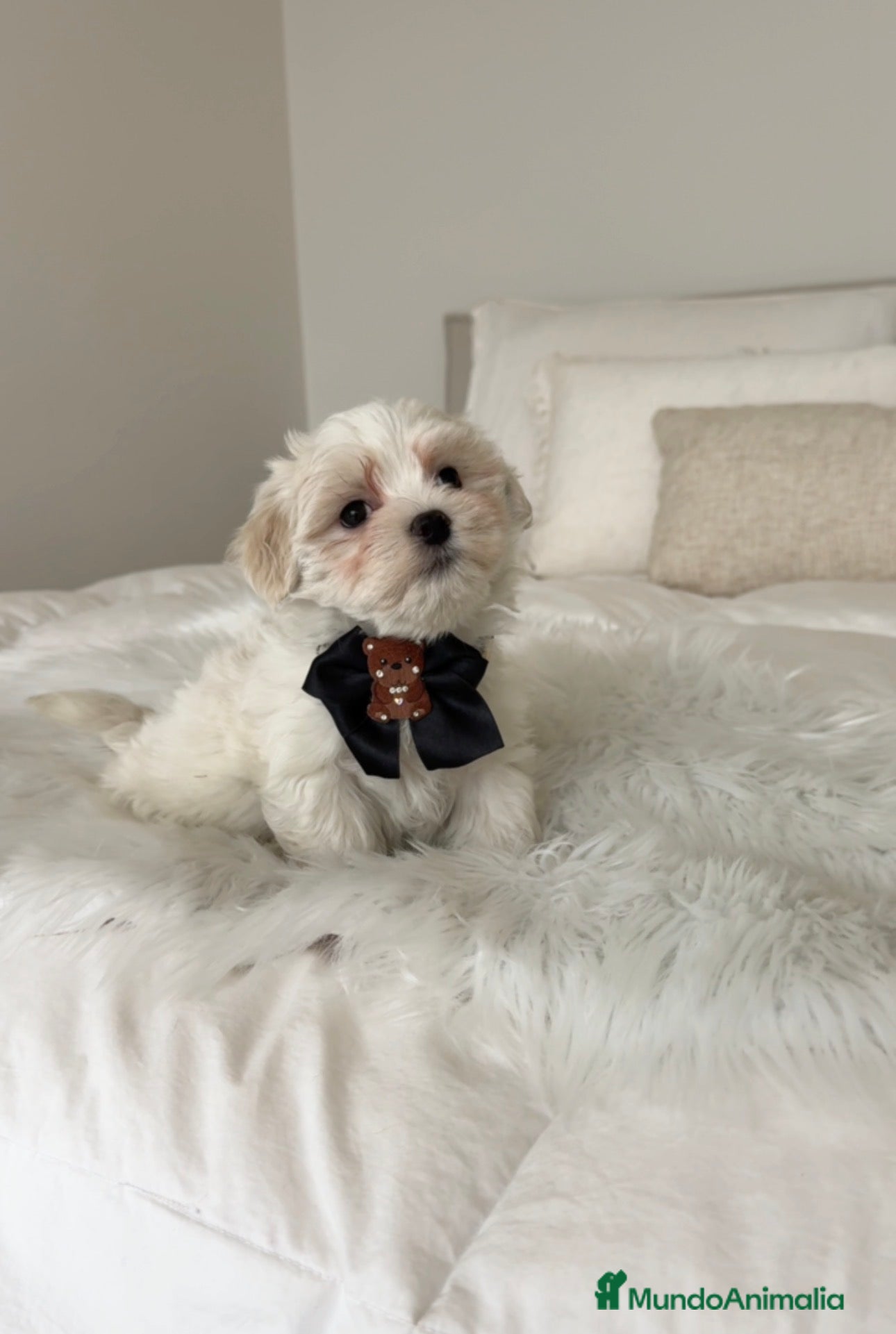 Bichón Maltés perros Bichon maltés macho - Anuncio 19