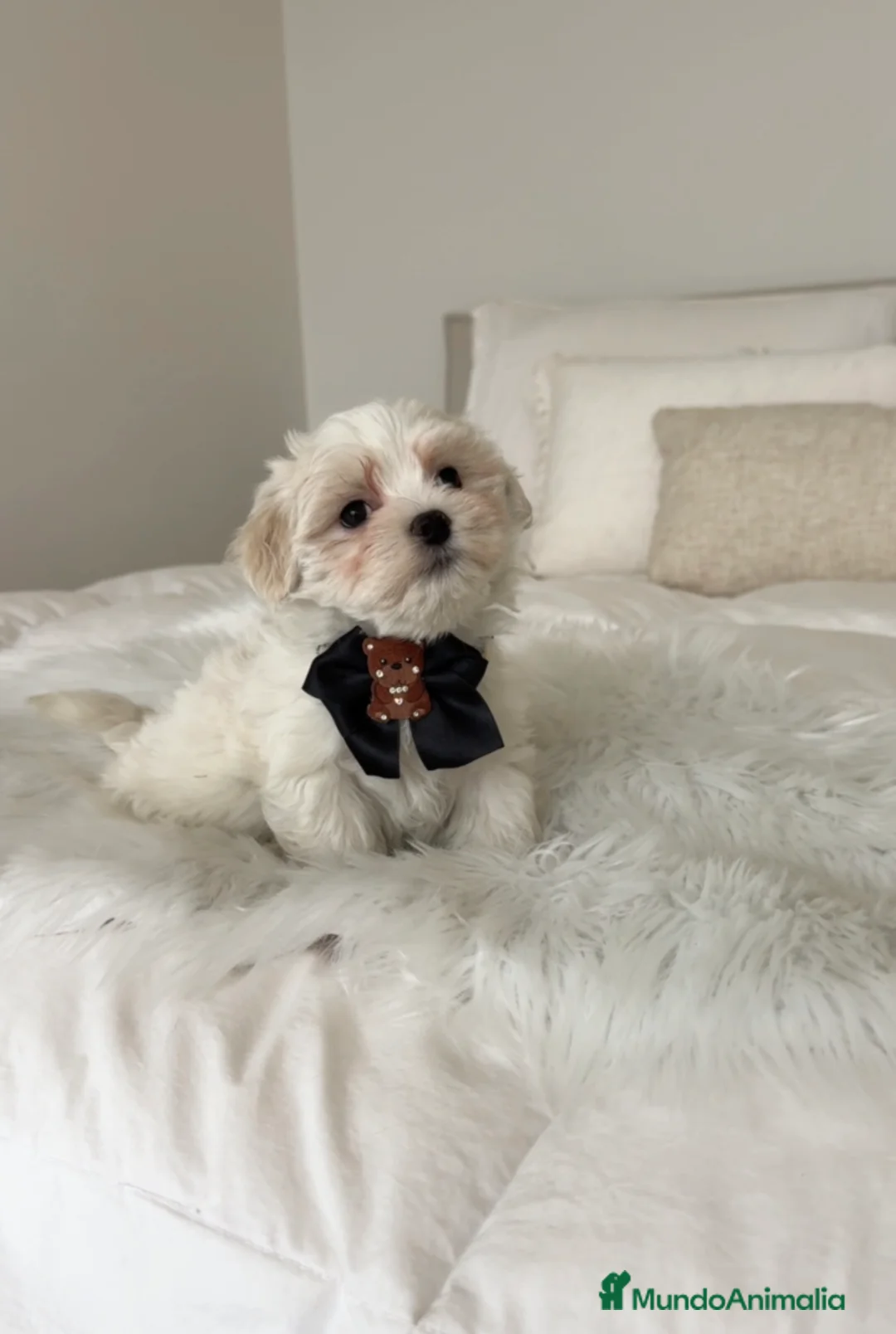 Bichón Maltés perros en venta: Bichon maltés macho - Anuncio 1
