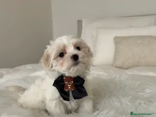 Bichón Maltés perros Bichon maltés macho - Anuncio 19