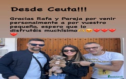 American Staffordshire-Terrier perros en venta: American Stanford (transparencia) - Anuncio 7