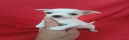 Chihuahua perros en venta: Chihuahua Mini  - Anuncio 1