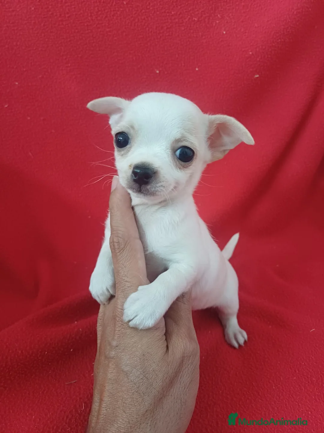 Chihuahua perros en venta: Chihuahua Mini  - Anuncio 1