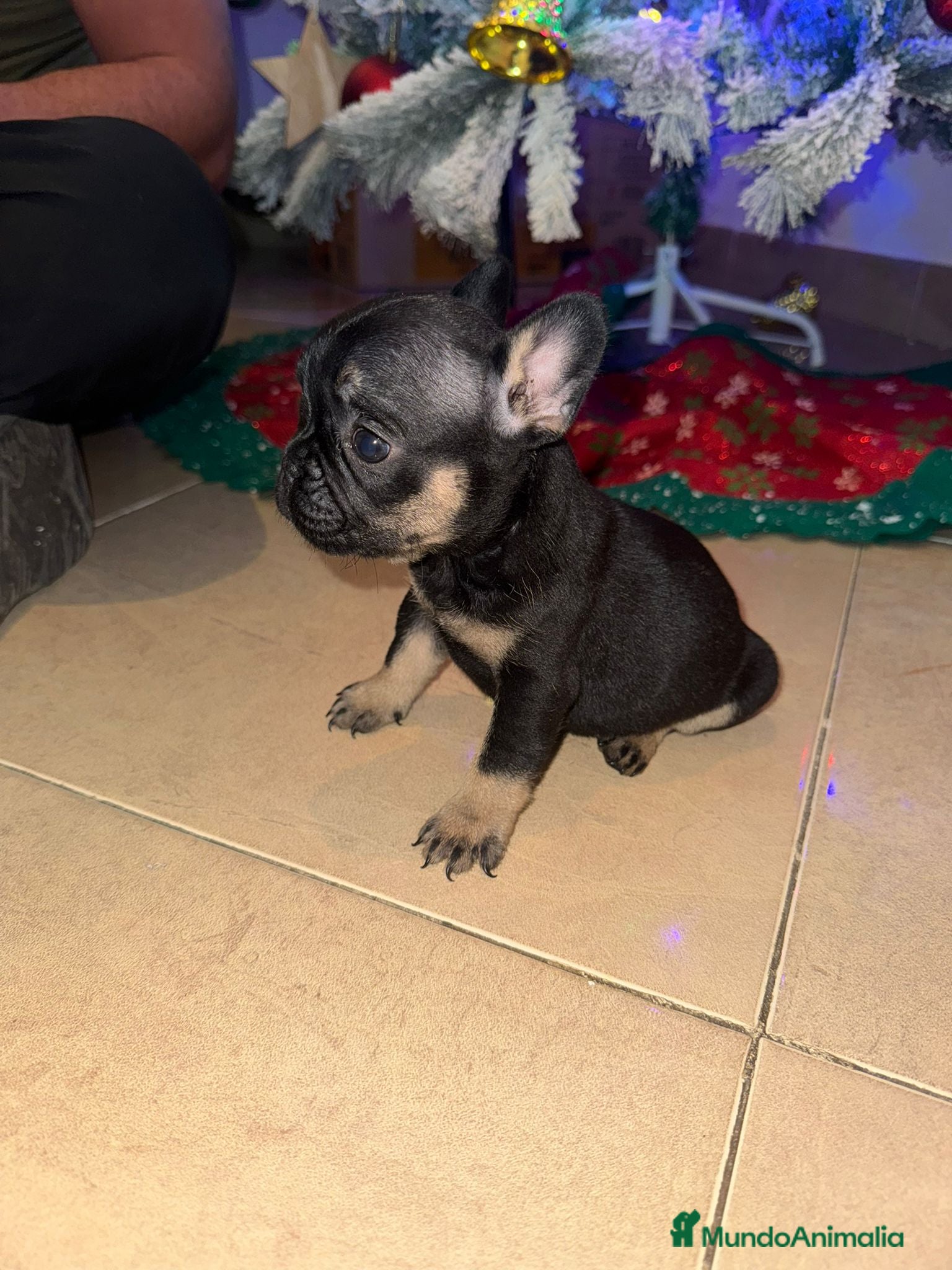 Bulldog Francés perros Bulldog Francés Hembras - Anuncio 36