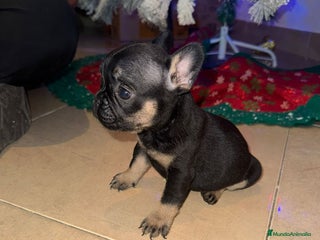 Bulldog Francés perros Bulldog Francés Hembras - Anuncio 1