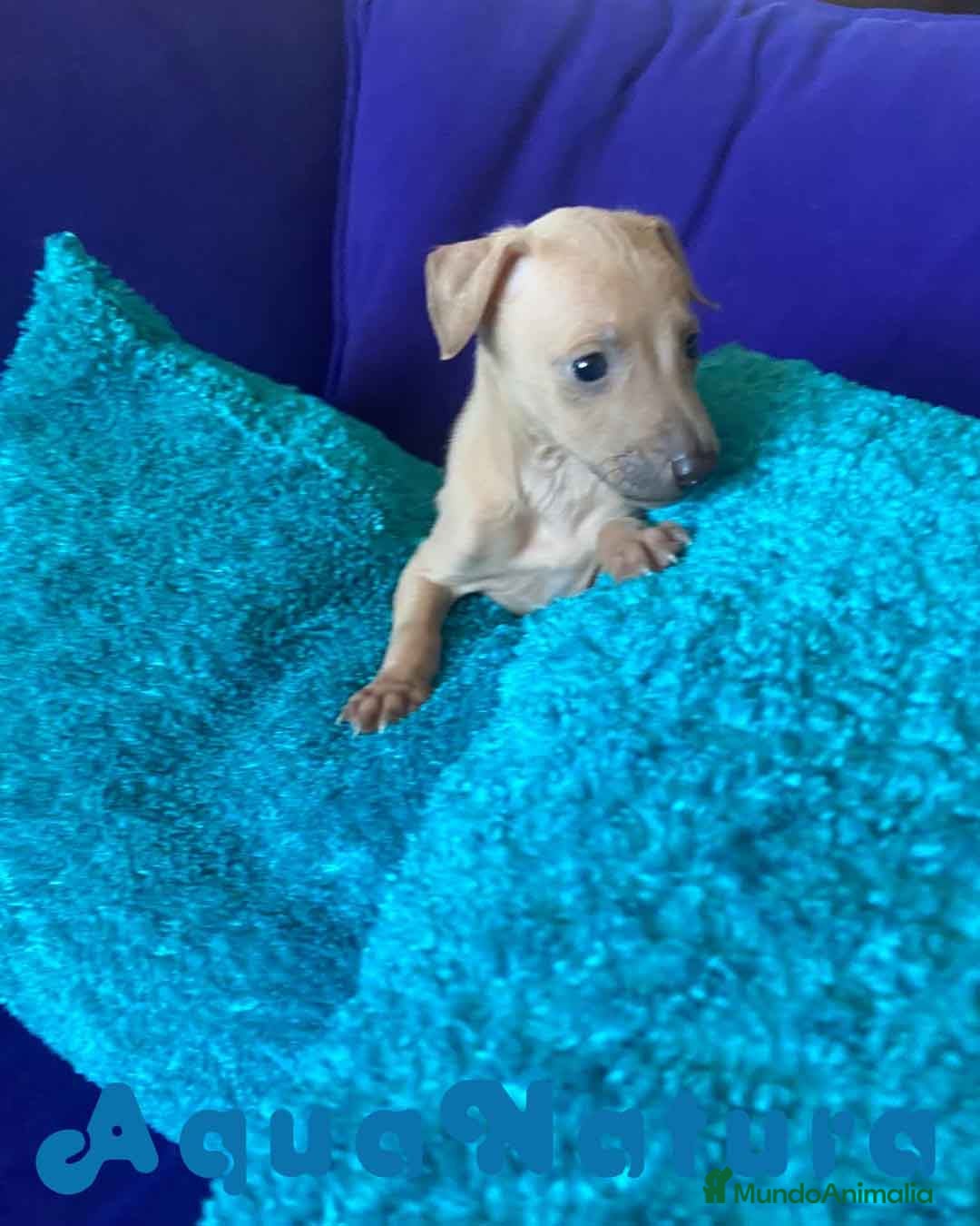 Pequeño Lebrel Italiano perros en venta: Lebrel Italiano Macho 2003 AQUANATURA - Anuncio 4