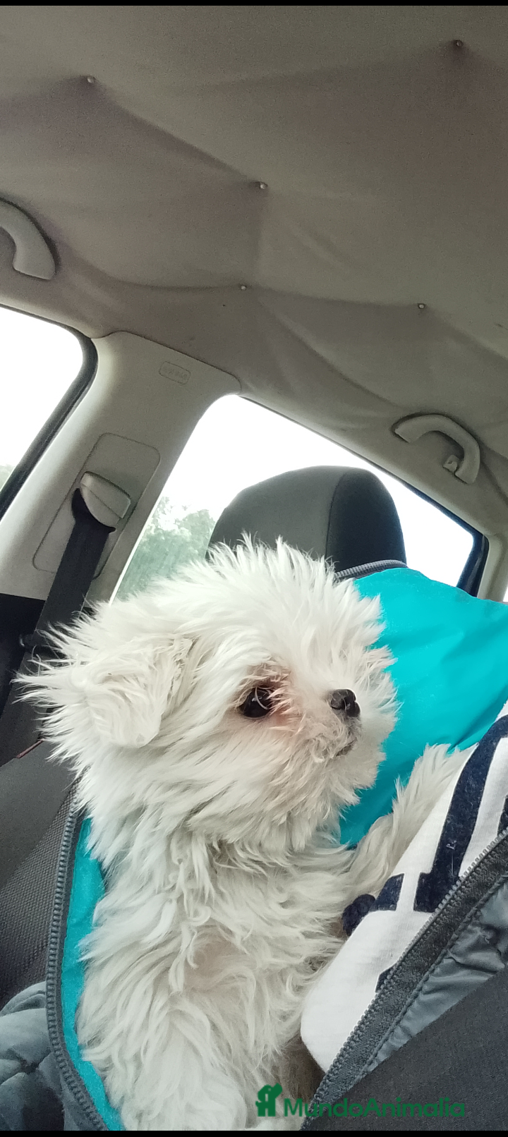 Bichón Maltés perros  BICHÓN MALTÉS LÍNEA COREANA.CACHORROS EXCLUSIVOS - Anuncio 2