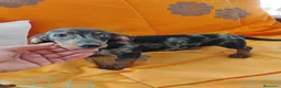 Teckel Miniatura perros en venta: Hembra teckel arlequín plata miniatura  - Anuncio 4