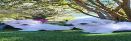 Bichón Maltés perros en venta: Preciosos cachorros de bichón maltés ❤️ - Anuncio 3