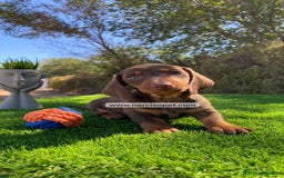 Teckel Miniatura perros en venta: CACHORROS TECKEL KANINCHEN - Imagen 4