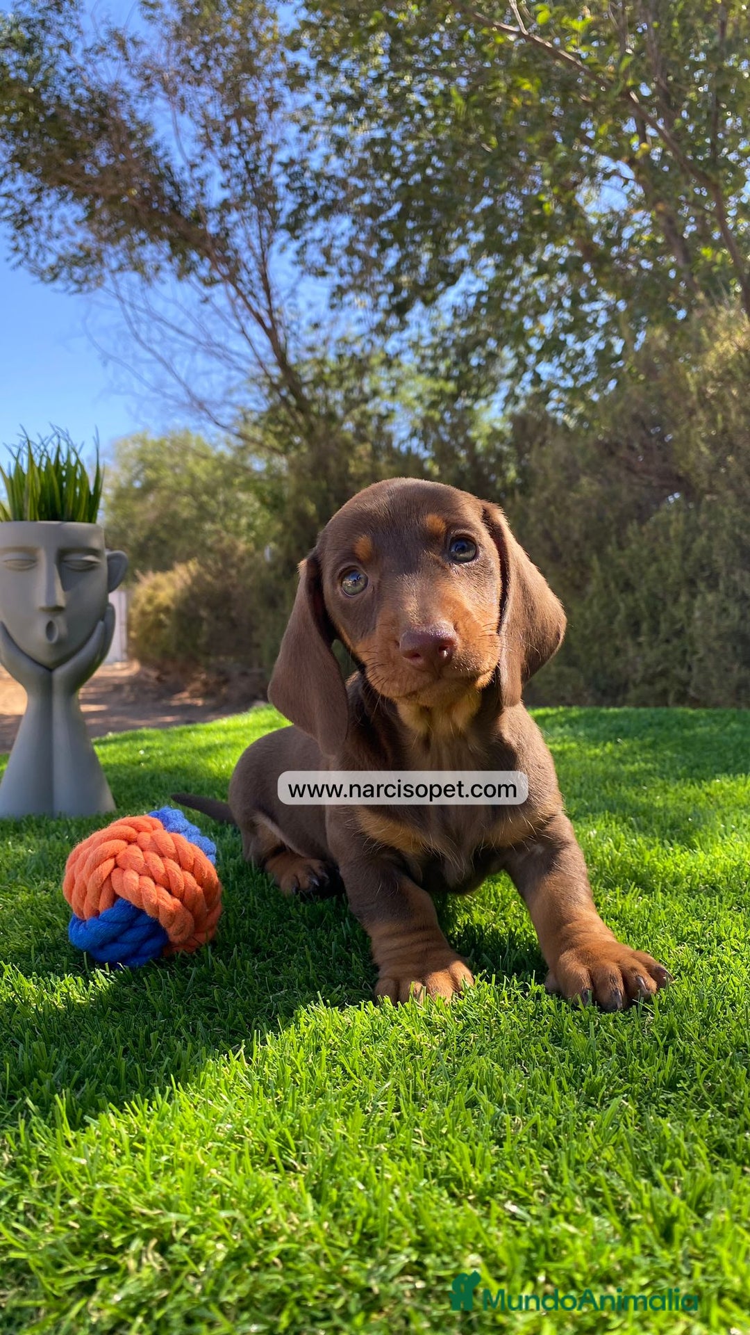 Teckel Miniatura perros en venta: CACHORROS TECKEL KANINCHEN - Imagen 4
