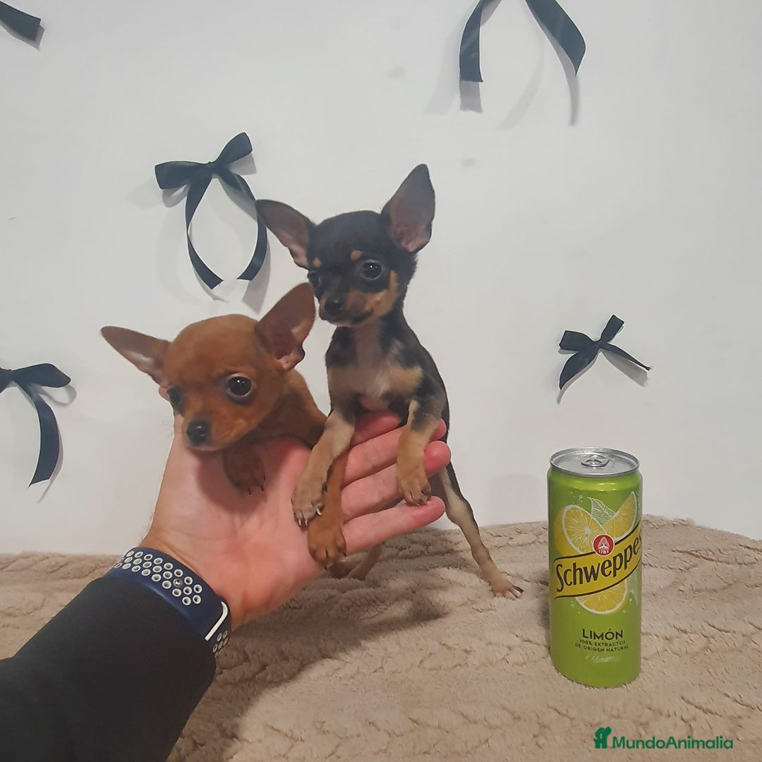 Chihuahua perros en venta: Chihuahua miniatura  - Anuncio 4