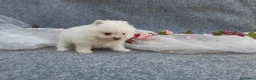 Pomerania perros en venta: PRECIOSO CACHORITO DE POMERANIA TOY    - Anuncio 8