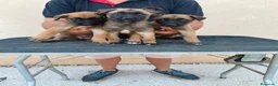 Pastor Belga Malinois perros en venta: PASTOR BELGA MALINOIS  - Anuncio 7