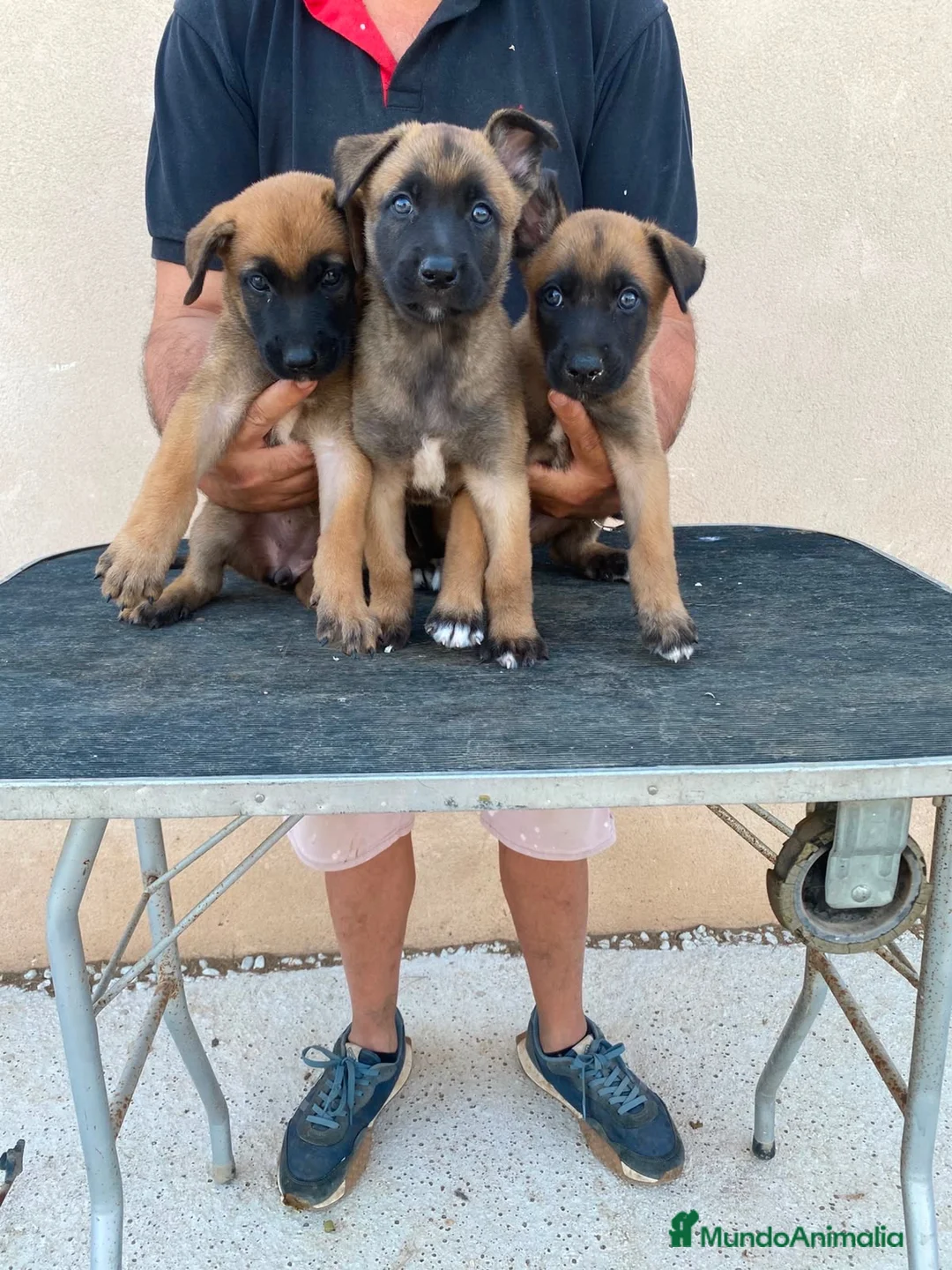Pastor Belga Malinois perros en venta: PASTOR BELGA MALINOIS  - Anuncio 7