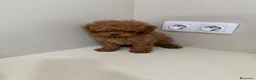 Caniche Toy perros en venta: Caniche toy - Anuncio 3