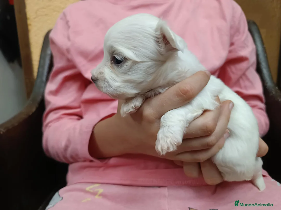 Bichón Maltés perros en venta: Maltes Toy - Anuncio 2