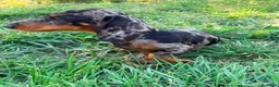 Teckel Miniatura perros en venta: Teckel miniatura  - Anuncio 13