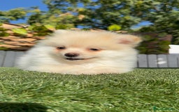Pomerania perros en venta: POMERANIA MACHO - Imagen 7
