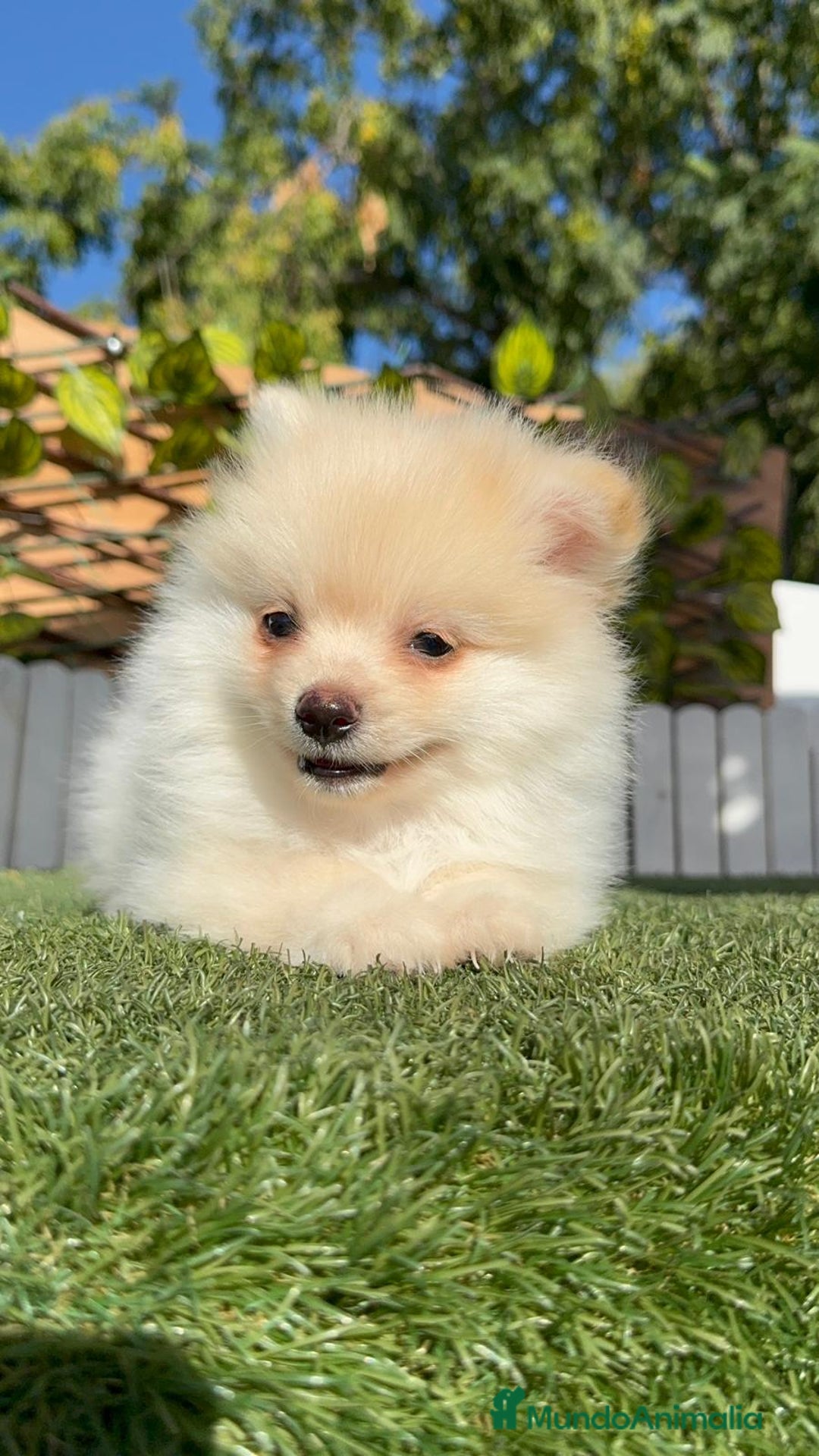 Pomerania perros en venta: POMERANIA MACHO - Imagen 7