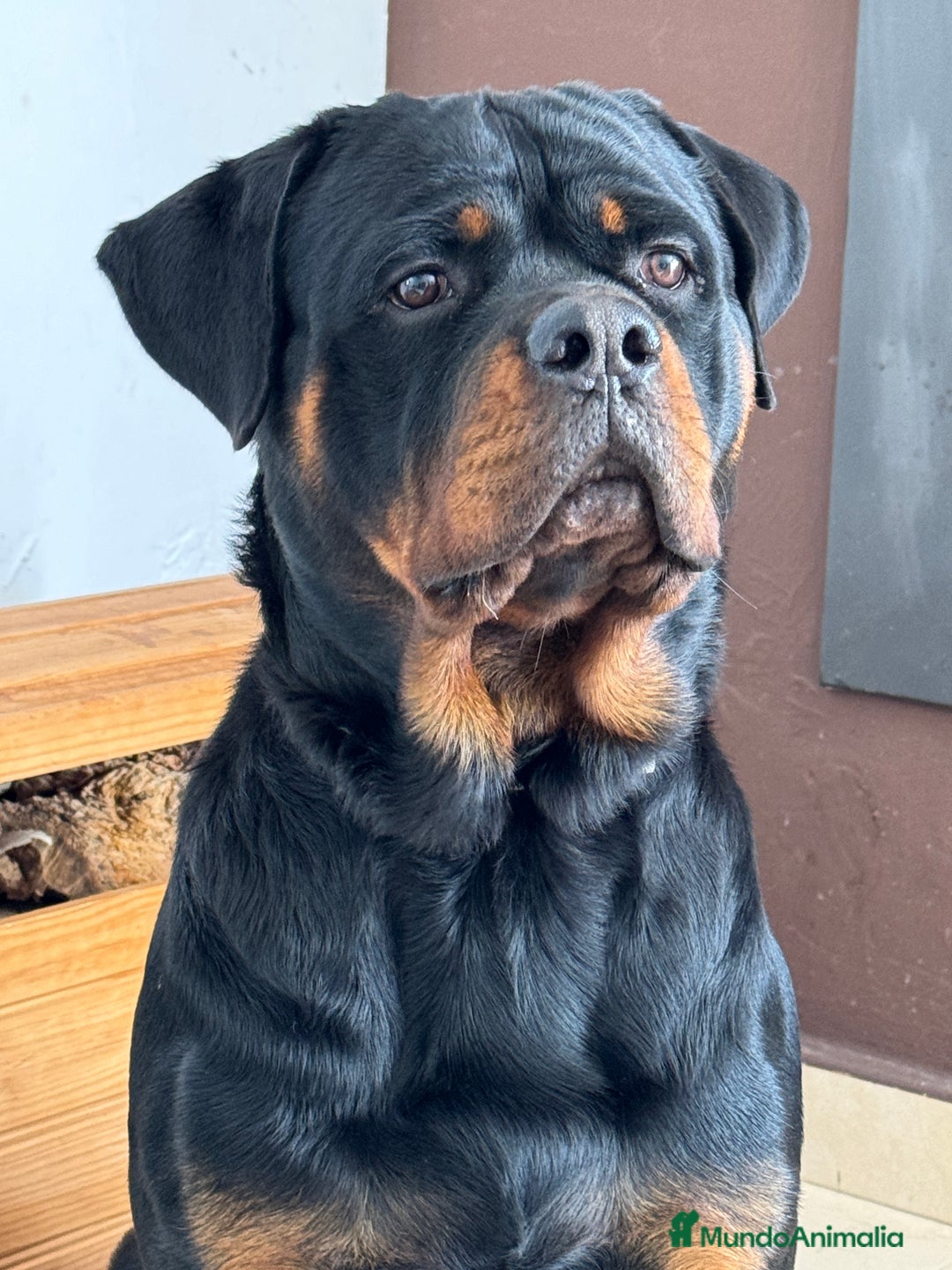 Rottweiler perros para monta: ROTTWEILER - Anuncio 4