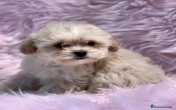 Maltipoo perros en venta: Maltipoo  - Imagen 2
