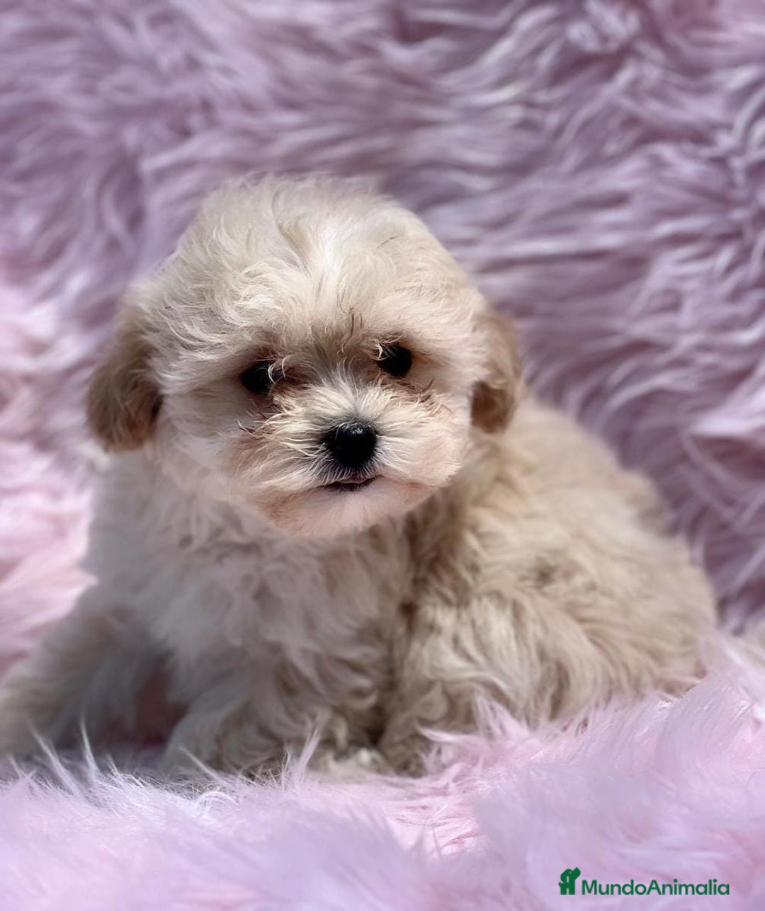 Maltipoo perros en venta: Maltipoo  - Imagen 2