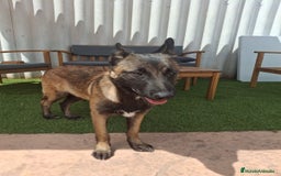 Pastor Belga Malinois perros en venta: Pastor belga malinois  - Imagen 7
