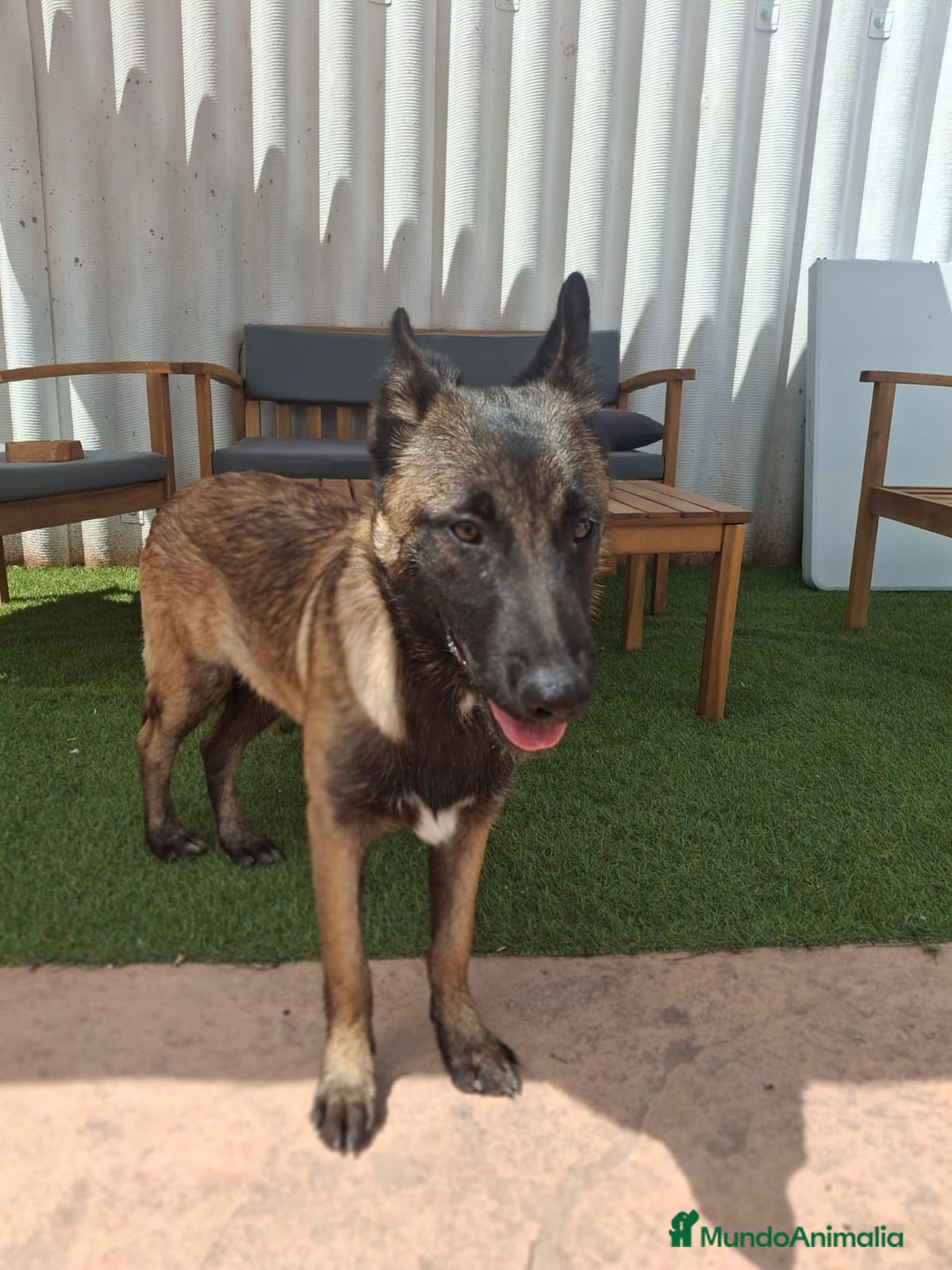 Pastor Belga Malinois perros en venta: Pastor belga malinois  - Imagen 7
