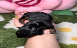 Teckel perros en venta: Teckel Kaninche Arlequin Negro en Madrid - Imagen 3