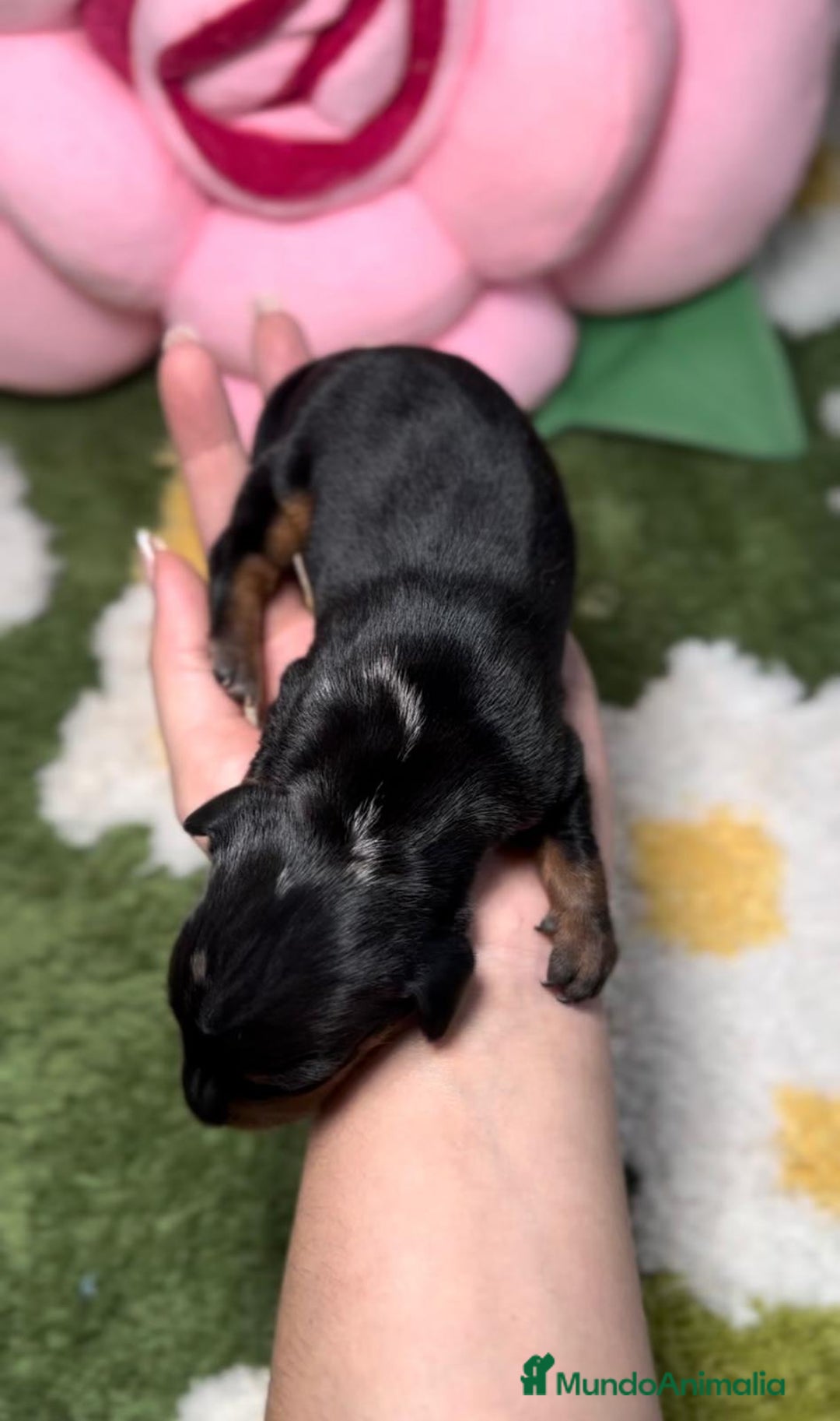 Teckel perros en venta: Teckel Kaninche Arlequin Negro en Madrid - Imagen 3