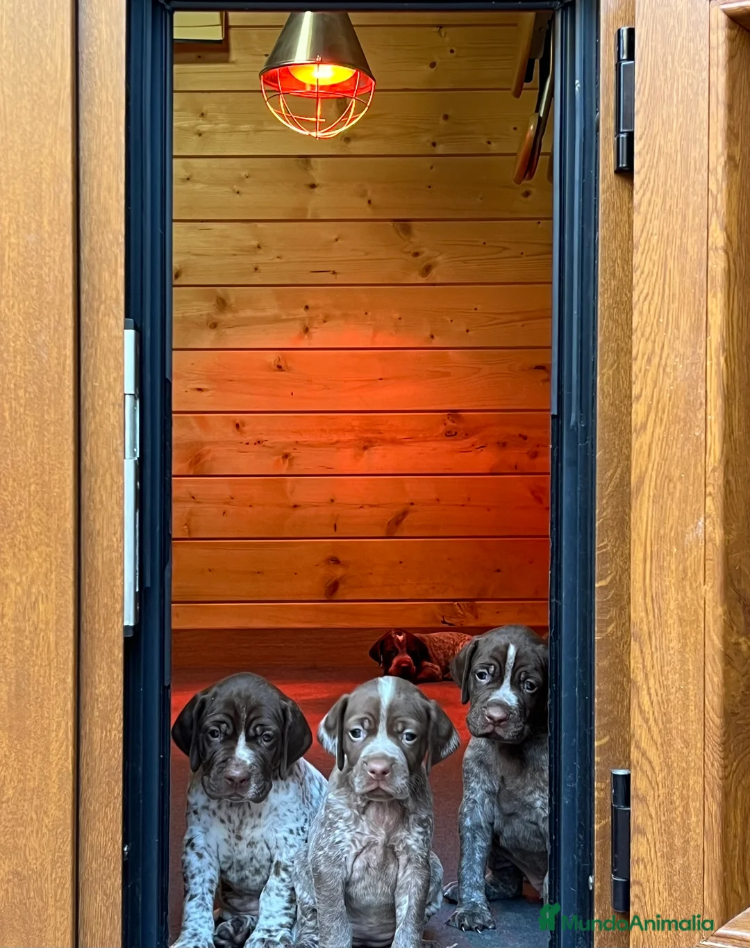 Braco Francés tipo Pirineos Talla Pequeña perros en venta: RESERVA DE CAMADA "F" DE BRACO BRANCÉS - Anuncio 15