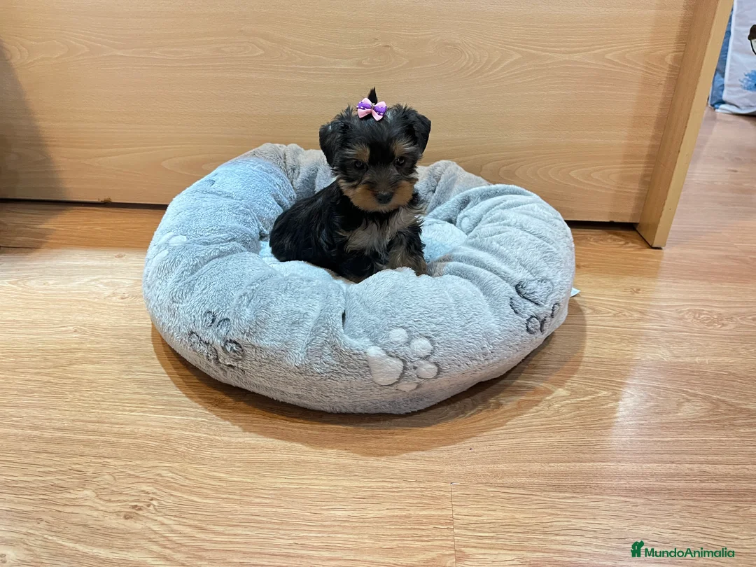 Yorkshire Terrier perros en venta: Yorkis en Barcelona - Anuncio 3