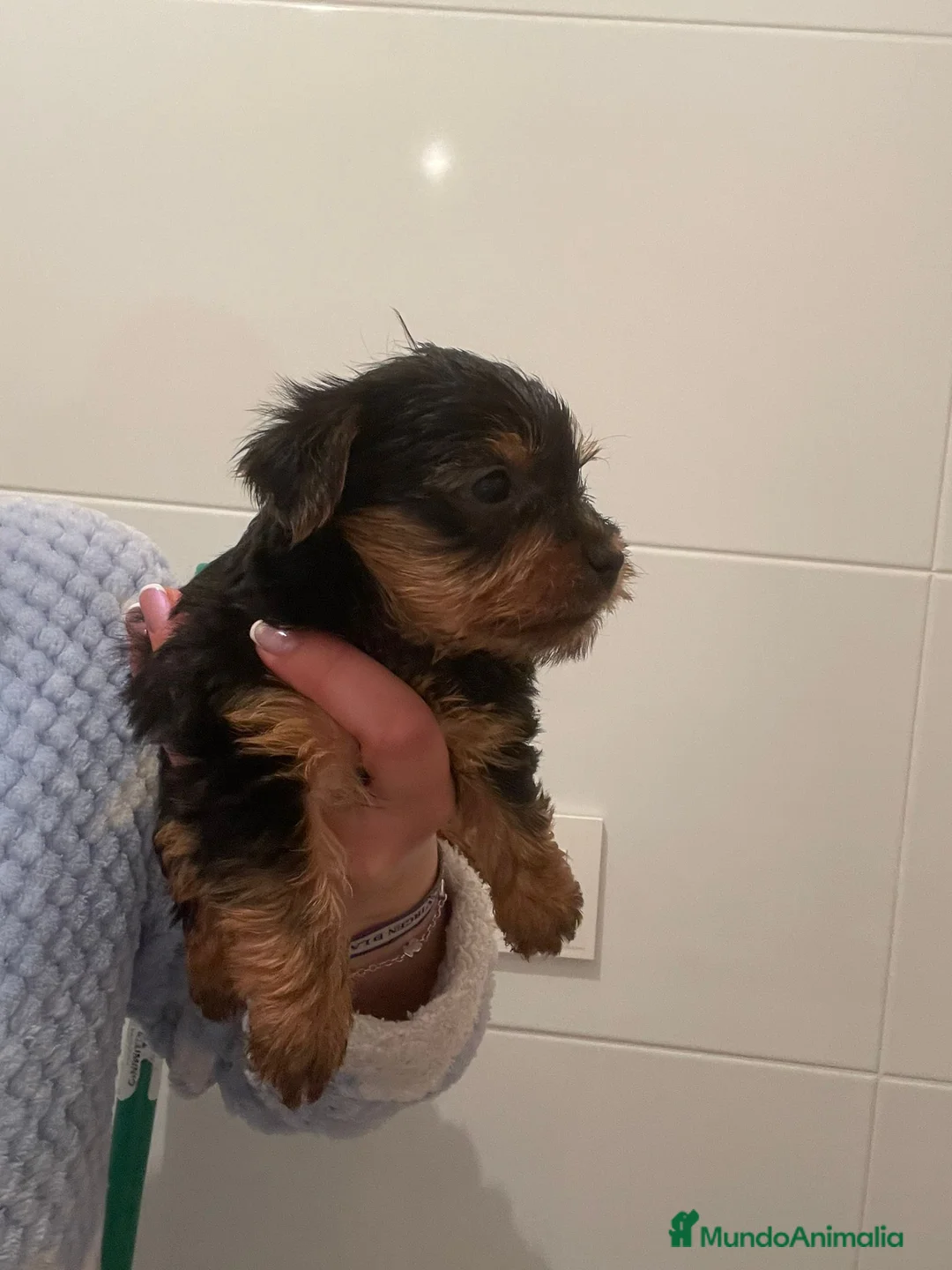 Yorkshire Terrier perros en venta: Yorkshire  - Anuncio 2