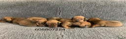 Teckel perros en venta: Cachorros Teckel Standard - Anuncio 5