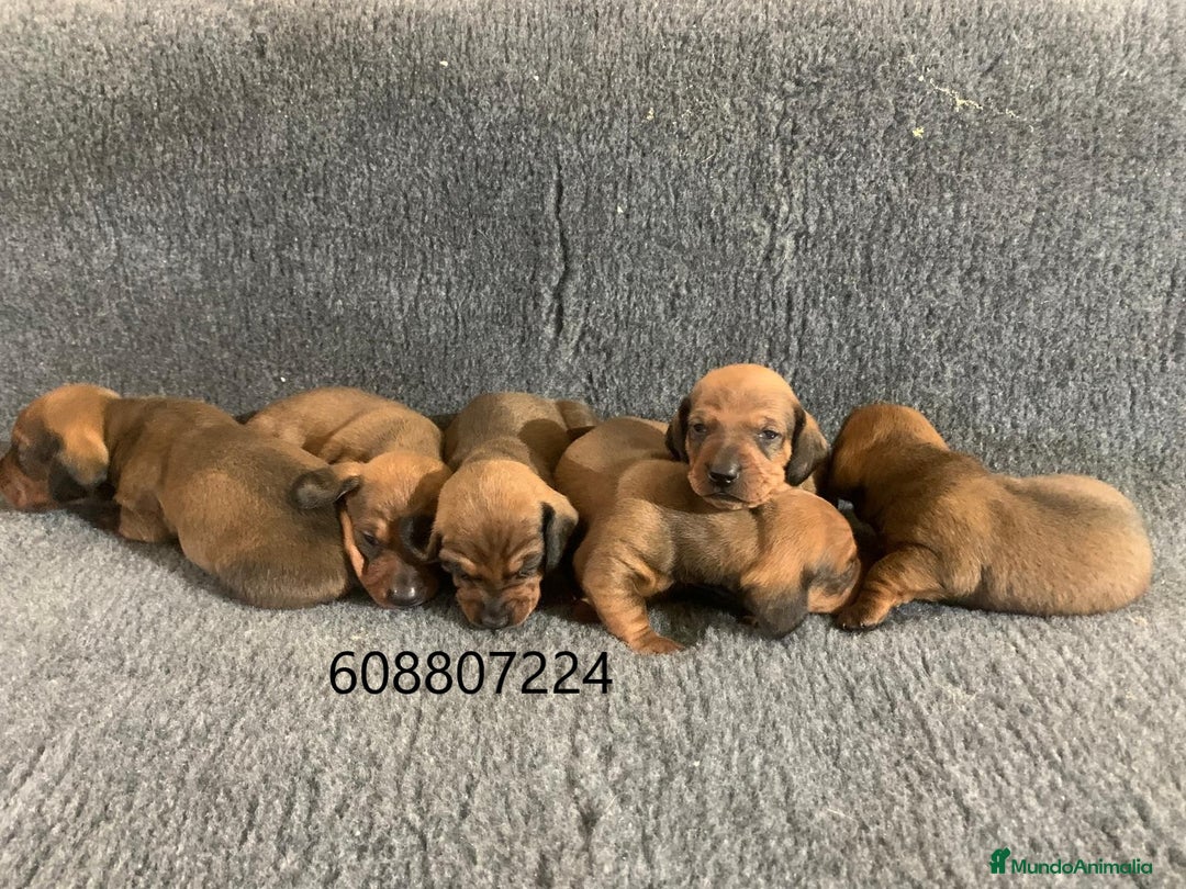 Teckel perros en venta: Cachorros Teckel Standard - Imagen 5