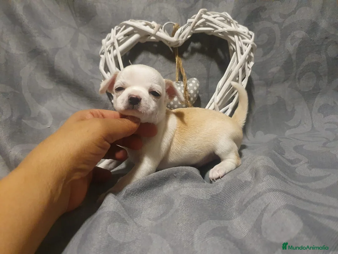 Chihuahua perros en venta: vvvvvvvv - Anuncio 4