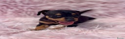 Pinscher Miniatura perros en venta: MINIPINSCHER DISPONIBLES - Anuncio 5