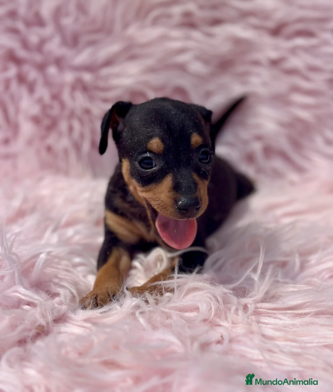 Pinscher Miniatura perros en venta: MINIPINSCHER DISPONIBLES - Anuncio 5